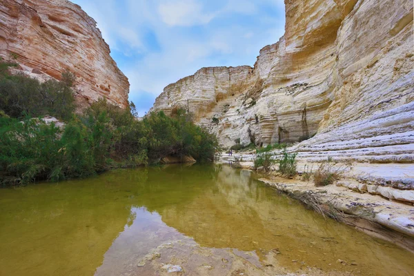 Sandstone walls and a stream of the Ein Avdat canyon — Stock Photo, Image