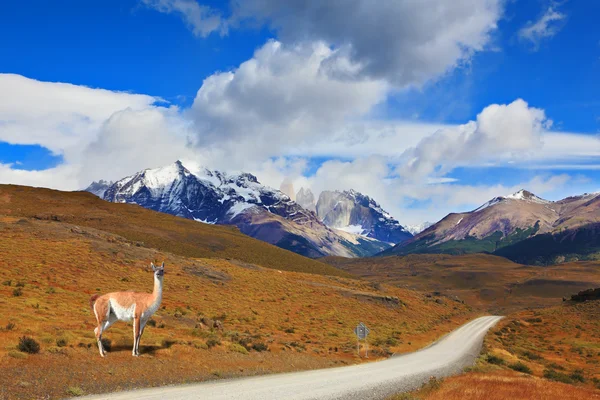 Guanako - Lama w park narodowy Torres del Paine — Zdjęcie stockowe