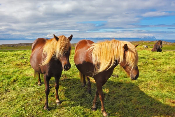 Two horses on a free pasture — Stock Photo, Image