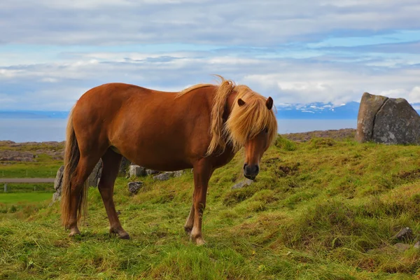 Häst som betar på en äng Stockbild