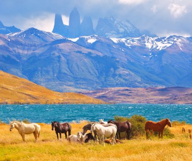 Atlar ve kayalıklarla Torres del Paine