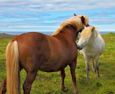 Tender meeting of Icelandic horses clipart