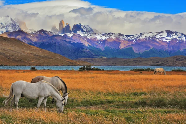 Koně v parku Torres del Paine — Stock fotografie