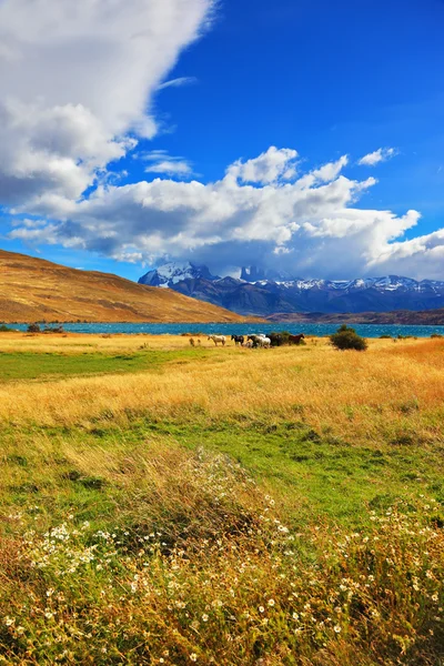 Mustangs-Herde weidet auf der Wiese — Stockfoto