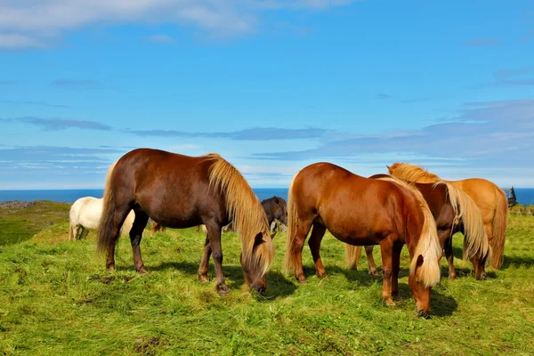 Hästar på gratis alltifrån på stranden — Stockfoto