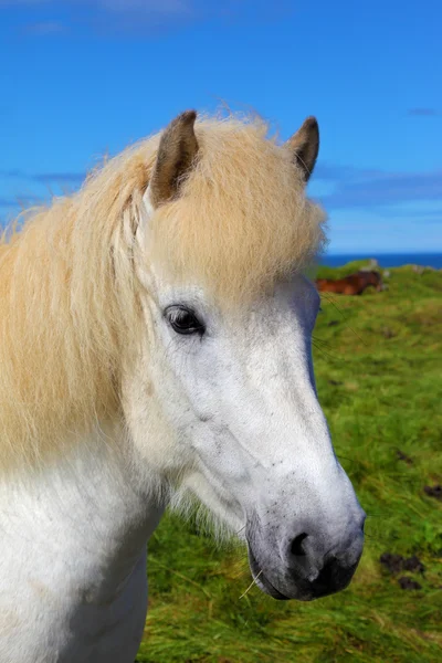 Ritratto di cavallo bianco — Foto Stock