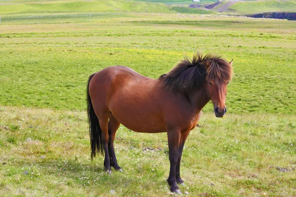 Jordbrukaren glatt bay häst — Stockfoto