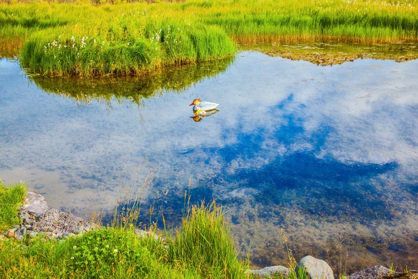 Malé jezero na Islandu — Stock fotografie