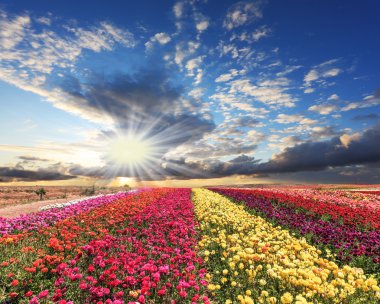 Çok renkli dekoratif düğünçiçekleri alan