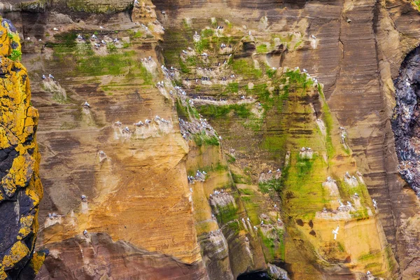 Fjord täckt med färgad mossa — Stockfoto