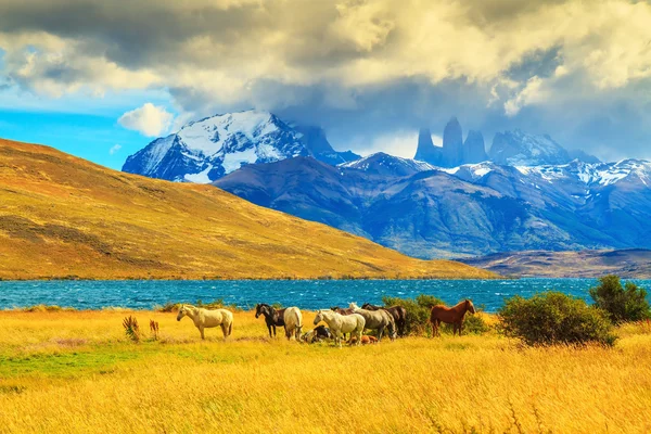 Mustangi na brzeg i skały Torres del Paine — Zdjęcie stockowe