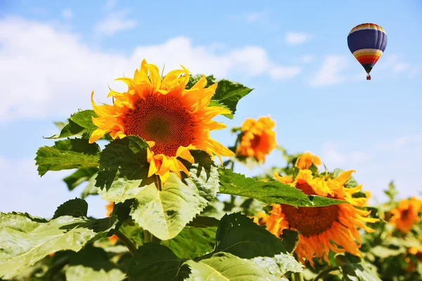 Balloon flying over sunflowers — Stock Photo, Image