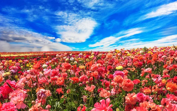 キンポウゲの花のフィールド. — ストック写真