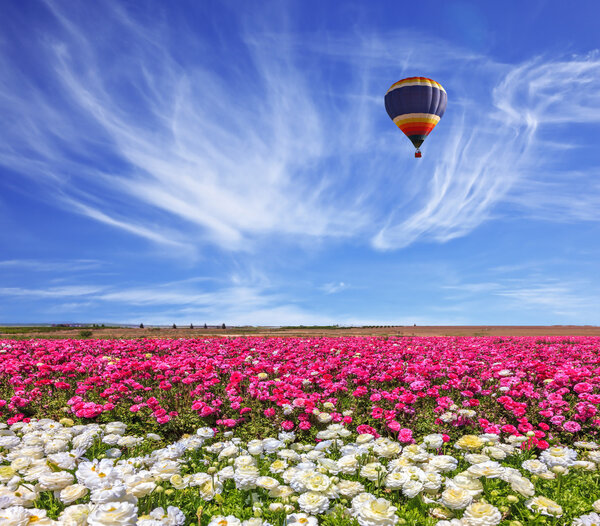 Balloon flying over blossoming buttercups