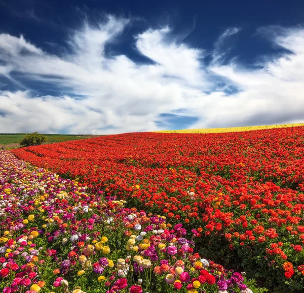 Campo florescente de borboletas . — Fotografia de Stock