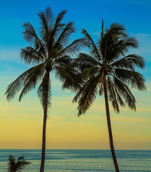 Palm trees on the beach — Stock Photo, Image