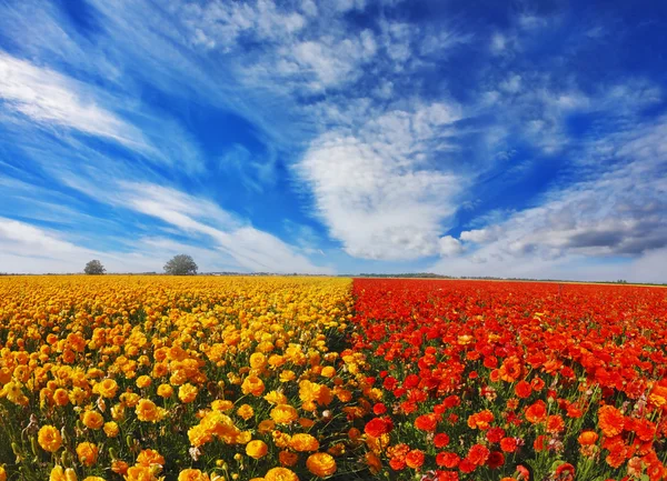 Bloeiende rode en gele boterbloemen — Stockfoto