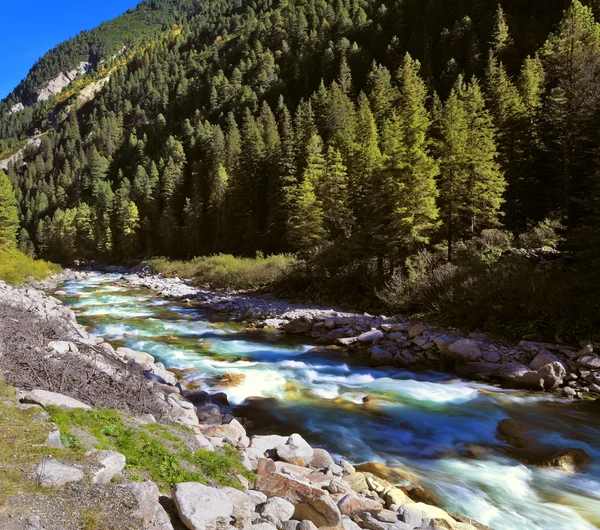 Mountain stream of coniferous forests — Stock Photo, Image