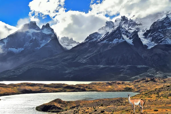 Milli park torres del paine Şili — Stok fotoğraf