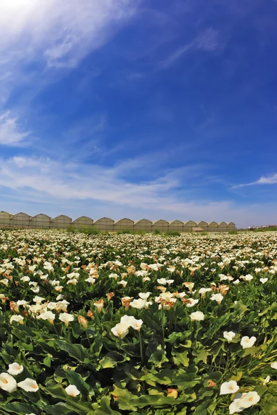 Grande campo pitoresco de flores brancas — Fotografia de Stock