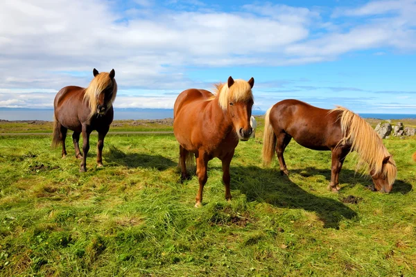 Tre cavalli della baia islandese — Foto Stock