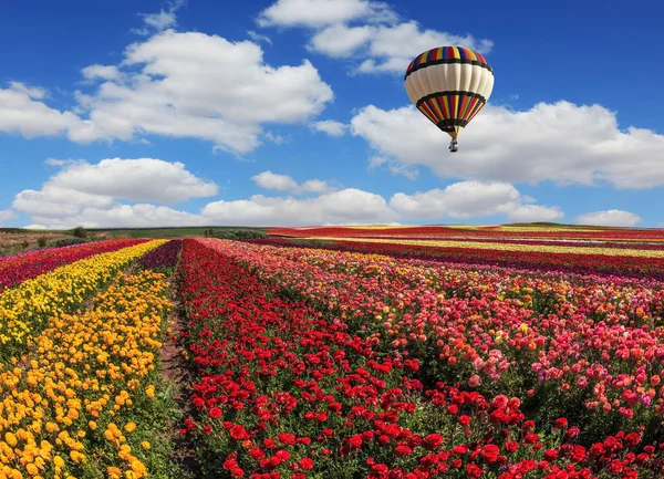 Großes Blumenfeld und Ballon — Stockfoto