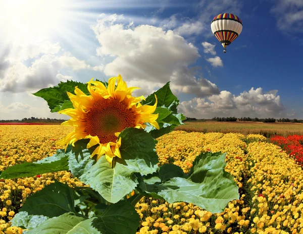 Yellow buttercups and the sunflower — Stock Photo, Image