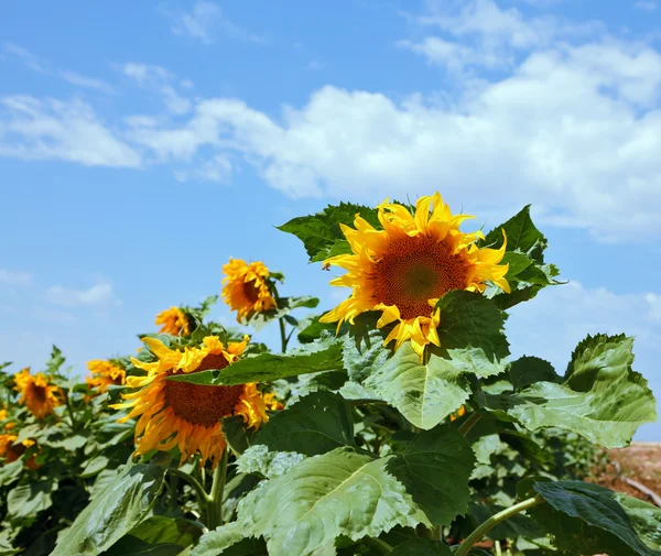 Sunflower field on sky — Stock Photo, Image