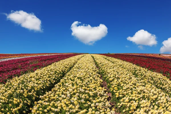 Gran campo de flores amarillas y rojas — Foto de Stock