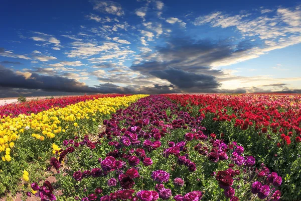 Grande campo de flores amarelas e vermelhas — Fotografia de Stock