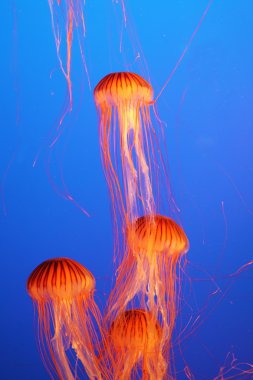 Turuncu dekoratif jellyfishes