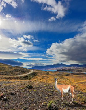 The Lama in Patagonia park clipart