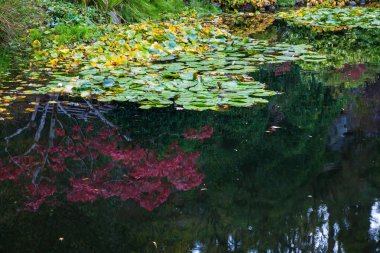 In pond reflected flowers
