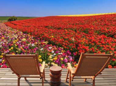 Çiçek alan iki şezlong.
