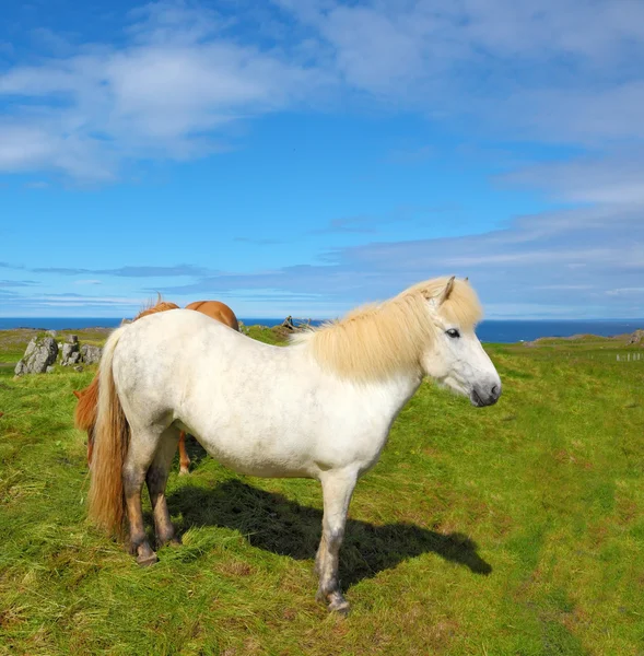 Cheval blanc avec oreilles brunes — Photo