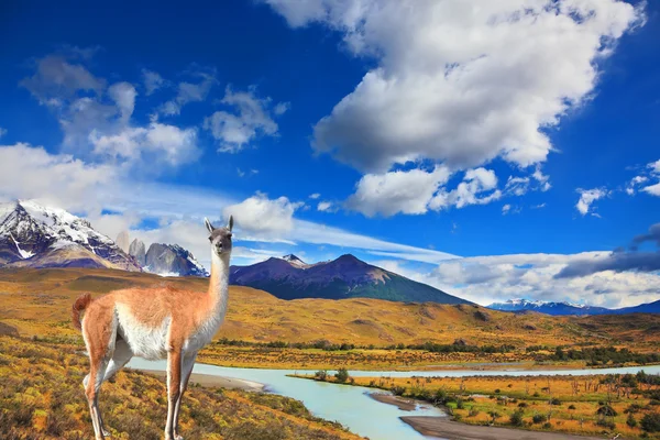 Lama standing on autumn yellowed grass — Stok fotoğraf