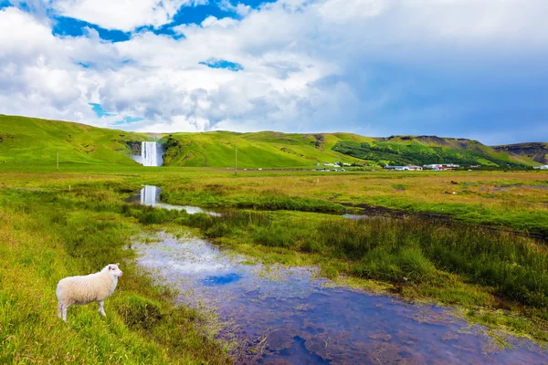 Skogafoss καταρράκτη και λευκά πρόβατα — Φωτογραφία Αρχείου