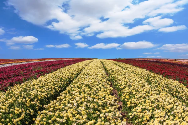 Bloeiende gebied van boterbloemen — Stockfoto