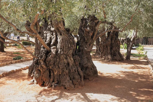 ancient olive trees in the Gethsemane