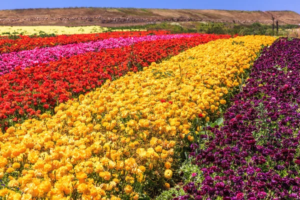 Veld met bloeiende boterbloemen — Stockfoto