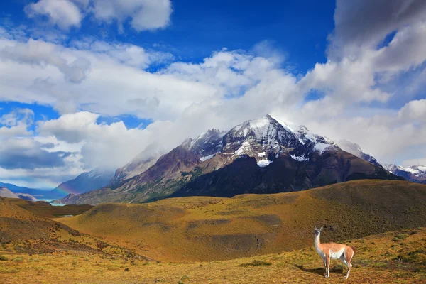 Tapas cubiertas de nieve de los Andes —  Fotos de Stock