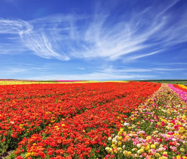 Цветущее поле лютиков . — стоковое фото
