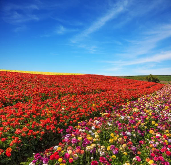 Multicolor rural velden — Stockfoto