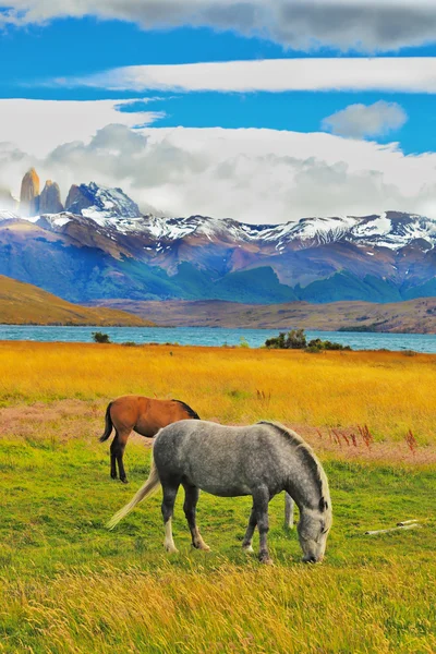 Lake Laguna Azul en begrazing paarden — Stockfoto