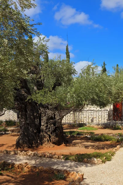 Kleiner Garten von Getsemani — Stockfoto