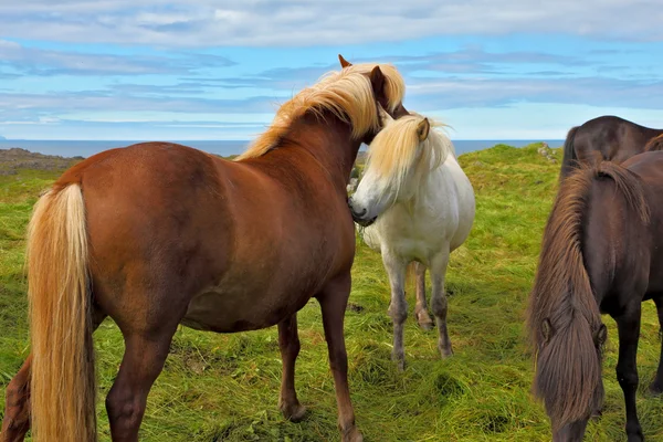 Horses on the shore of the fjord — Stock Photo, Image