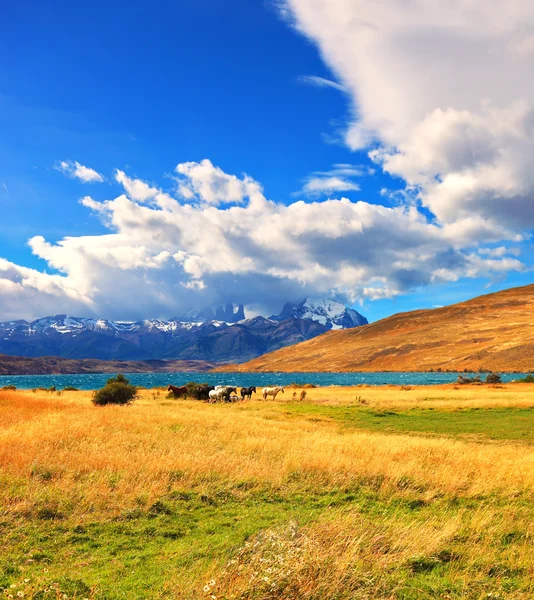 Herd of mustangs grazing in the meadow. — Stock Photo, Image