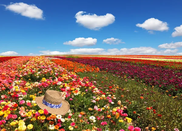 Gebied van multi-gekleurde boterbloemen — Stockfoto