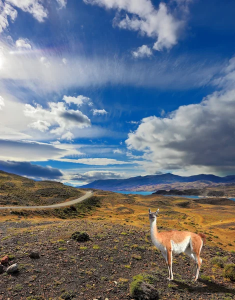 The Lama in Patagonia park — Stock fotografie