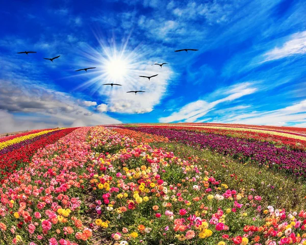 Field of beautiful flowers.